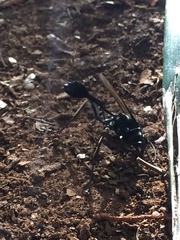 Eremnophila