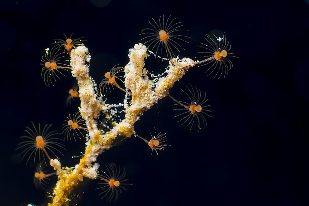 Eudendrium capillare