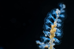 Nemalecium lighti