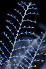 Halopteris polymorpha