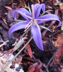 Campanula aurita