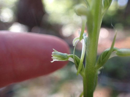 Image of Platanthera elongata by (c) Chris Fluit, some rights reserved (CC BY)