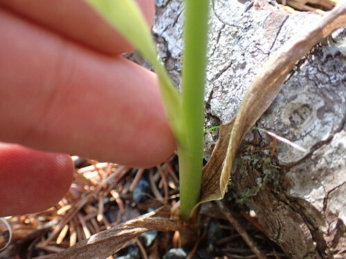 Image of Platanthera elongata by (c) Chris Fluit, some rights reserved (CC BY)