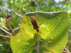 Gonocerus insidiator