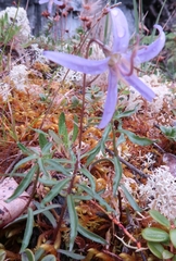 Campanula aurita