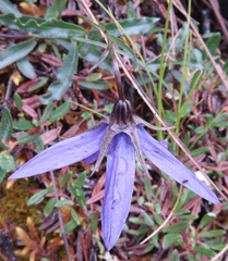 Campanula aurita