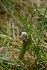 Neotinea conica