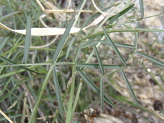 Vicia ludoviciana