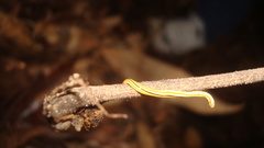 Luteostriata muelleri