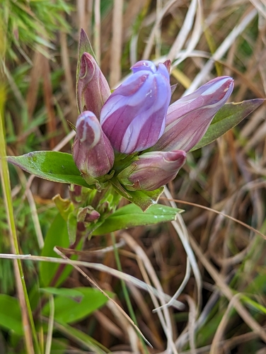 Image of Gentiana catesbaei by (c) Alison Northup, some rights reserved (CC BY)
