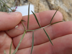 Vicia ludoviciana