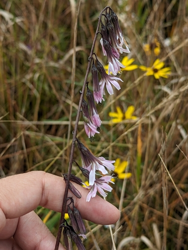 Image of Nabalus autumnalis by (c) Alison Northup, some rights reserved (CC BY)
