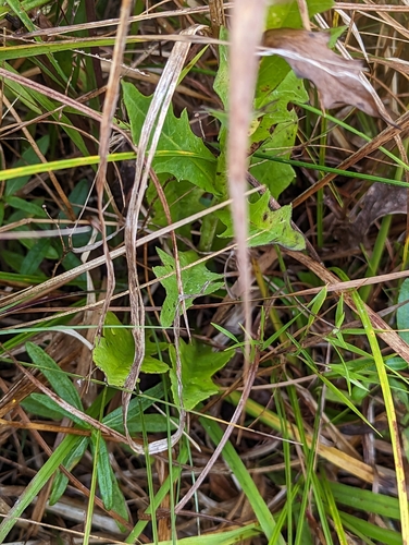 Image of Nabalus autumnalis by (c) Alison Northup, some rights reserved (CC BY)