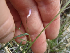 Vicia ludoviciana