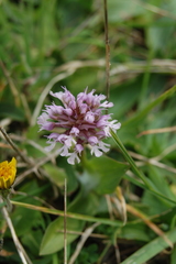 Neotinea conica