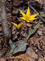 Erythronium rostratum