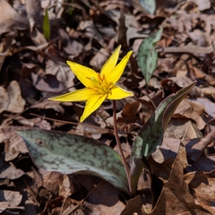 Erythronium rostratum