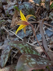 Erythronium rostratum