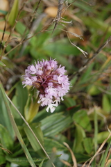 Neotinea conica