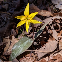 Erythronium rostratum