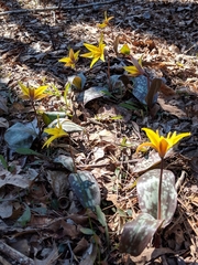 Erythronium rostratum