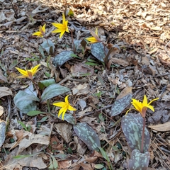 Erythronium rostratum