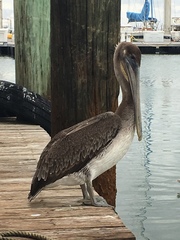 Pelecanus occidentalis