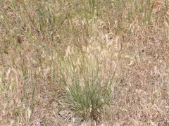 Stipa