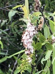Salix caroliniana image