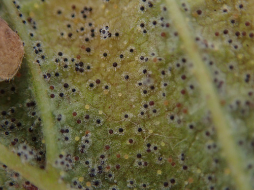 Horse-Chestnut Powdery Mildew