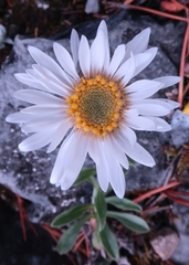 Aster alpinus vierhapperi