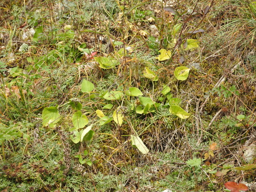 malpígiotvaré (Malpighiales)