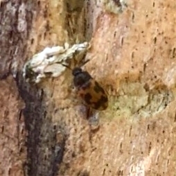 Mycetophagus flexuosus