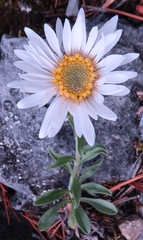 Aster alpinus vierhapperi