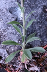 Aster alpinus vierhapperi