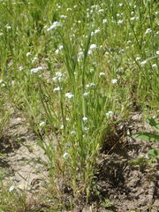 Cryptantha muricata