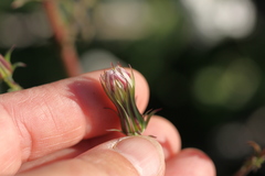 Rafinesquia californica