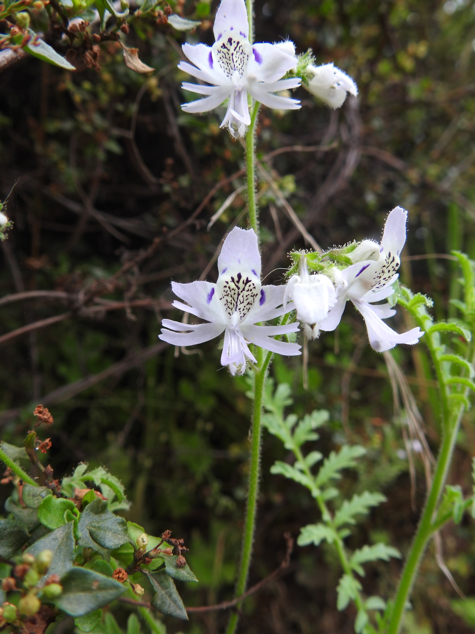 Imagem de Flor-borboleta