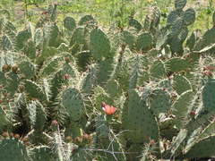 Opuntia × vaseyi