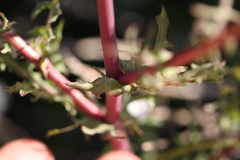 Rafinesquia californica