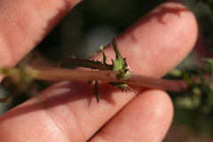 Rafinesquia californica
