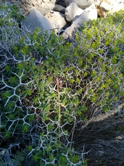 Euphorbia acanthothamnos