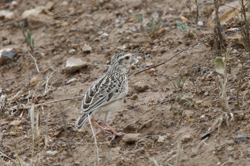 Sentinel Lark (Corypha athi), photo 10