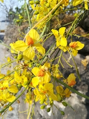 Parkinsonia aculeata