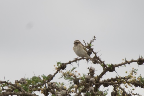 Reichenow's Seedeater (Crithagra reichenowi), photo 5
