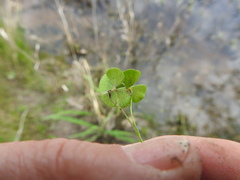 Marsilea macropoda