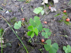 Marsilea macropoda