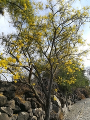 Parkinsonia aculeata