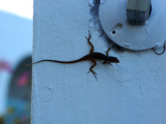 Anolis wattsii