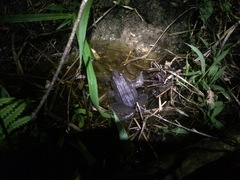 Leptodactylus paranaru